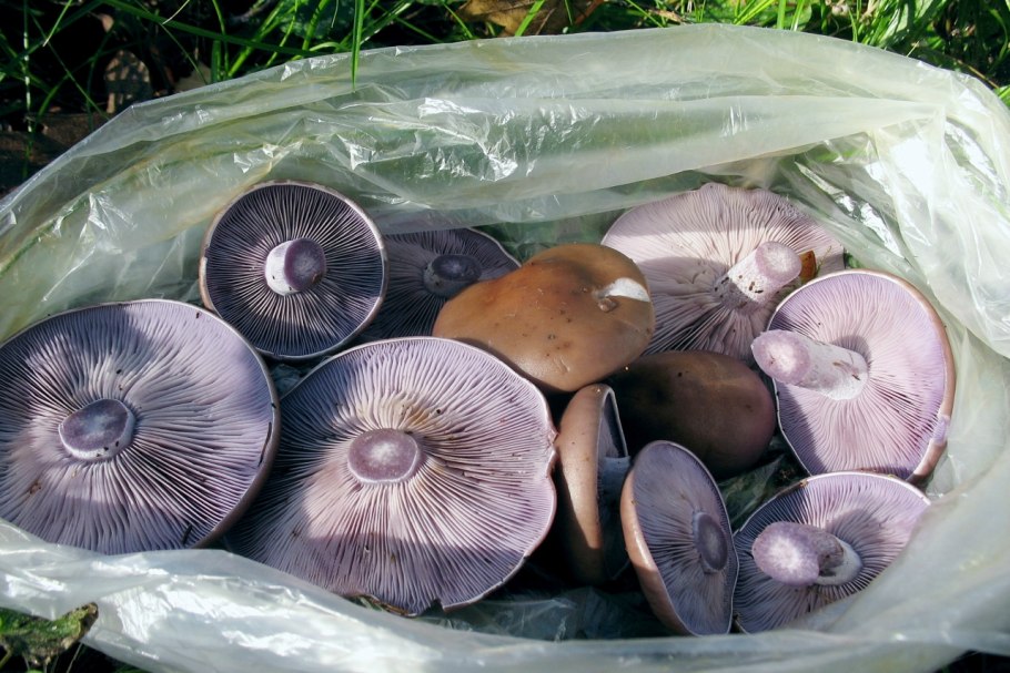 Гриб пластинчатый Lepista