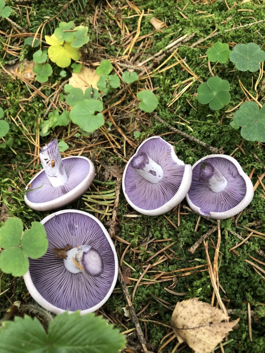 Гриб рядовка Фиалковая