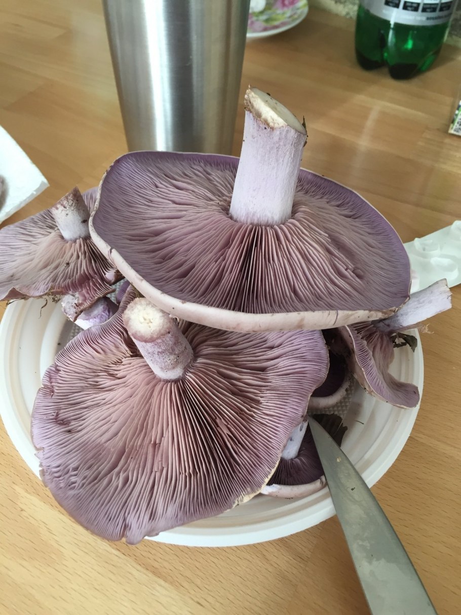 Рядовка фиолетовая Lepista nuda