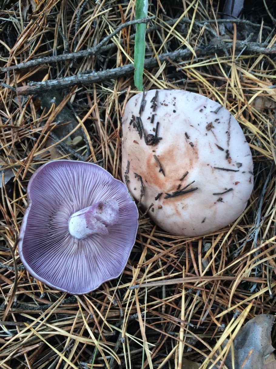 Грибы рядовки Синюшки