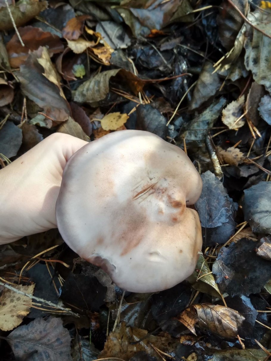 Гриб рядовка синюшка