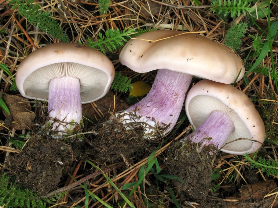 Паутинник багряный Cortinarius PURPURASCENS