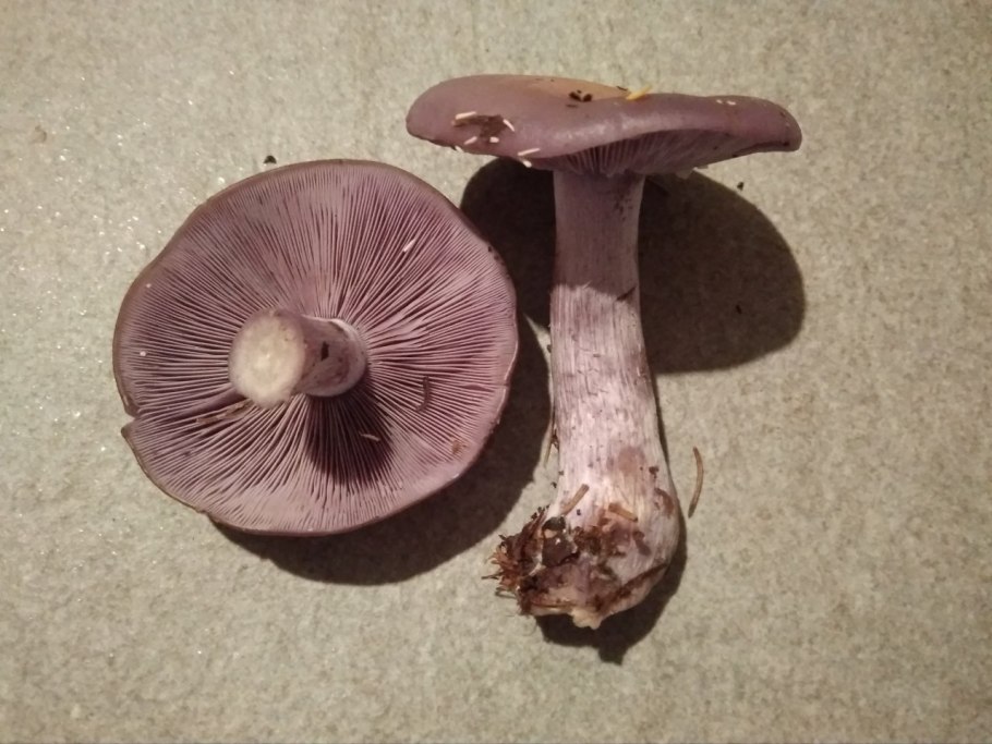 Lepista nuda гриб