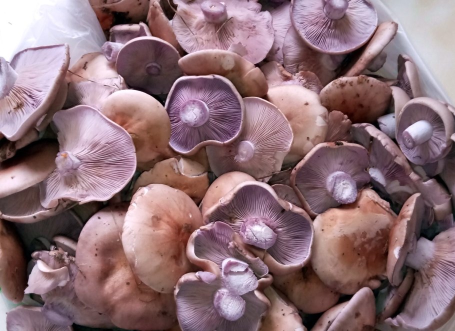 Рядовки воронковидные