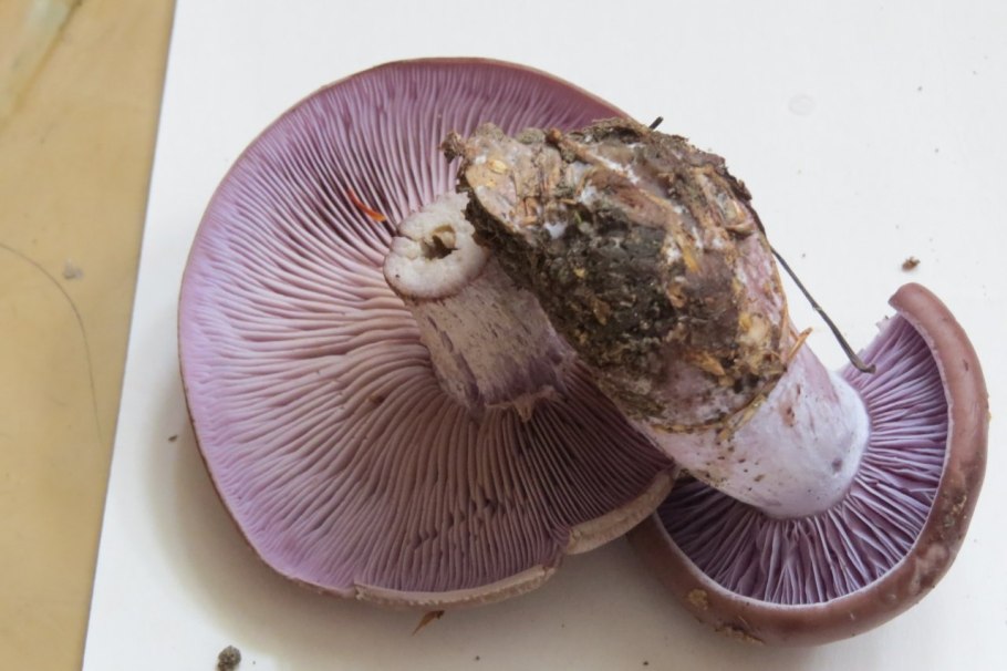 Рядовка фиолетовая