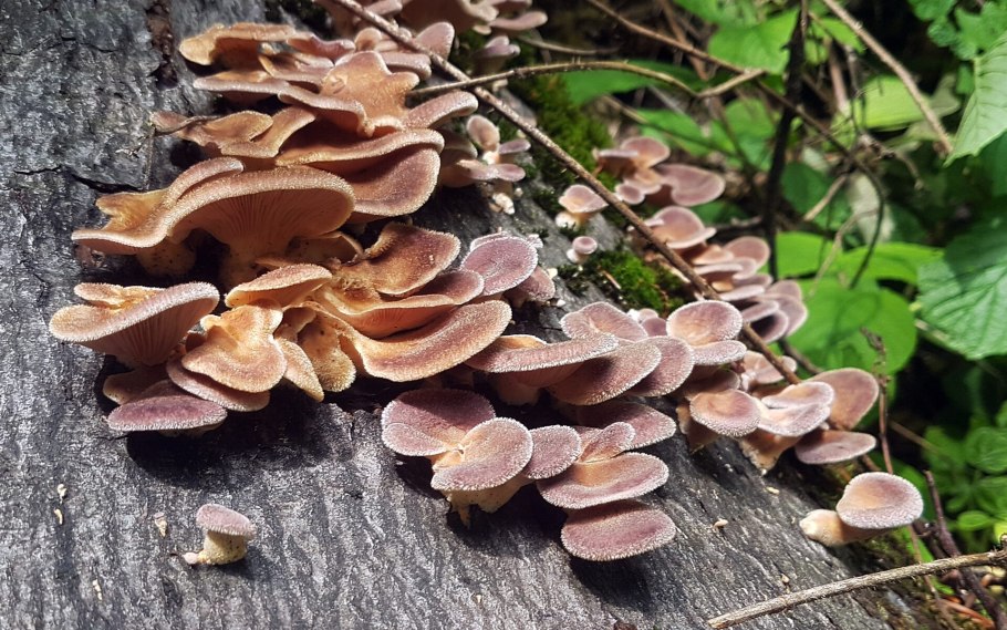 Панус грубый