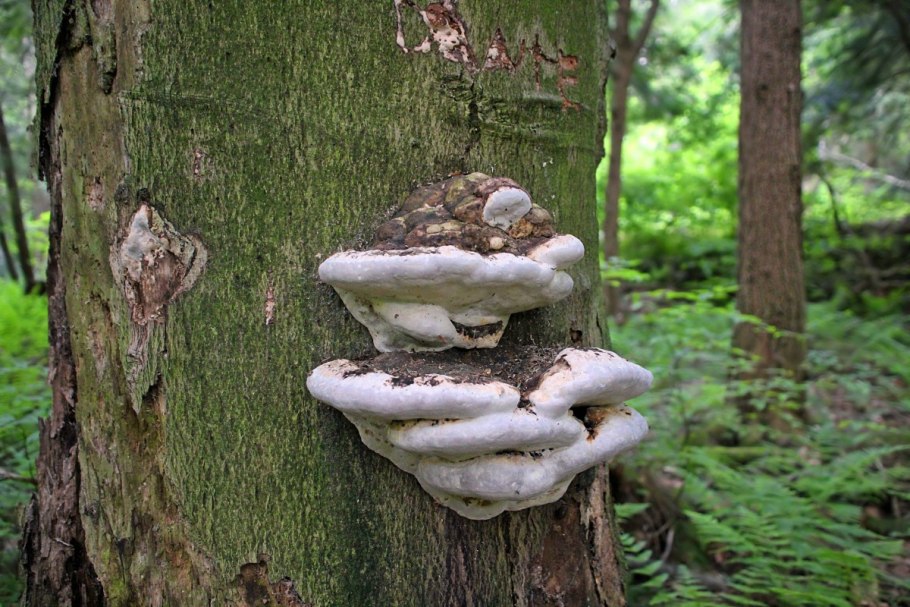 Грибы на деревьях
