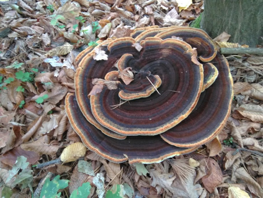 Грибное дерево