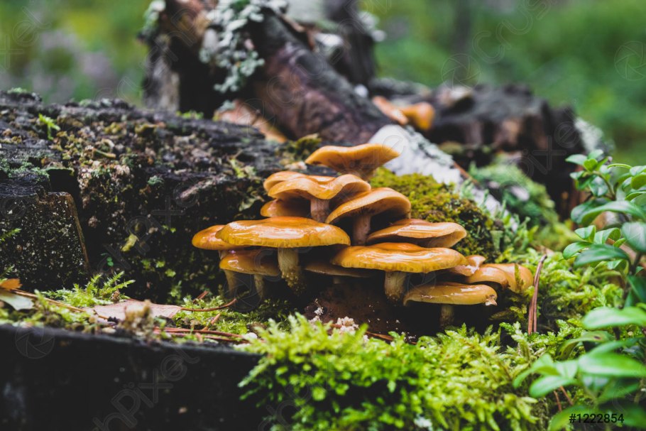 Мох на сосне