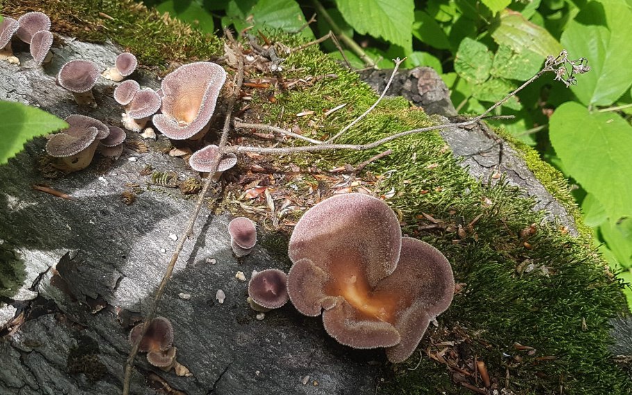 Грибы. Опята Лесные пеньковые.