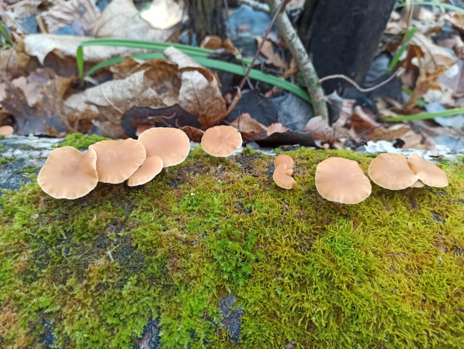 Trametes ochracea