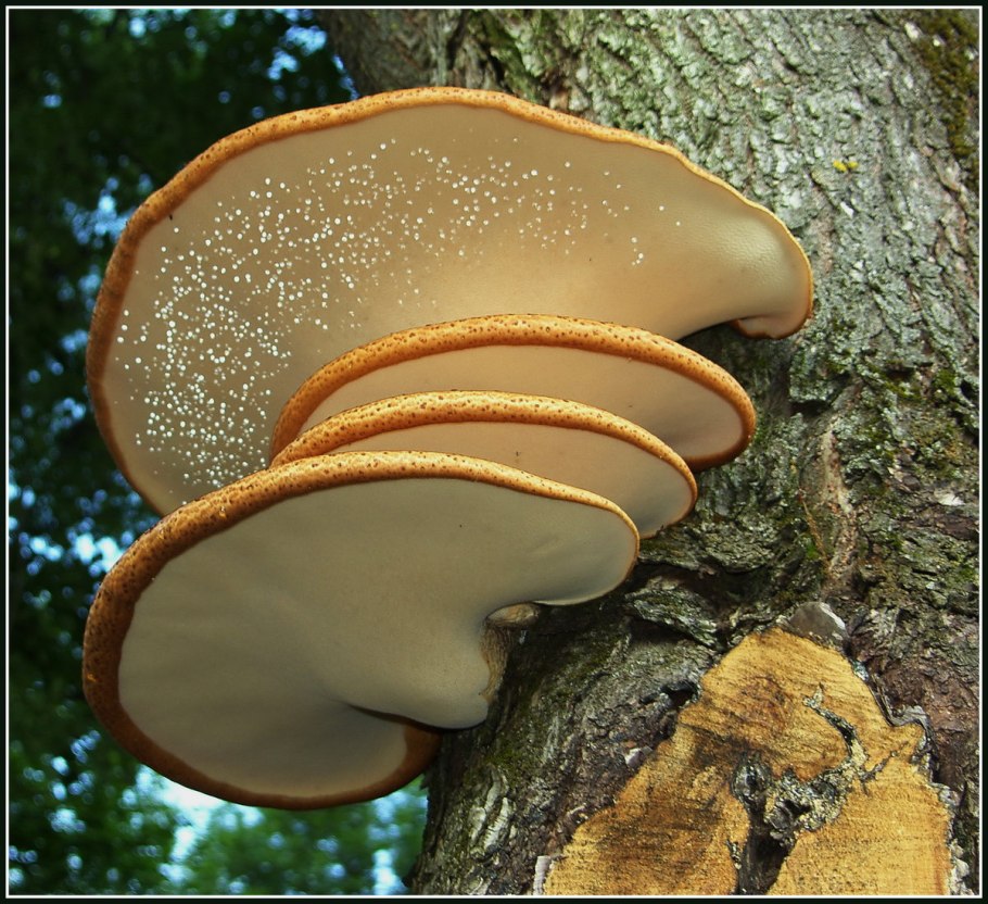 Трутовик лускатий