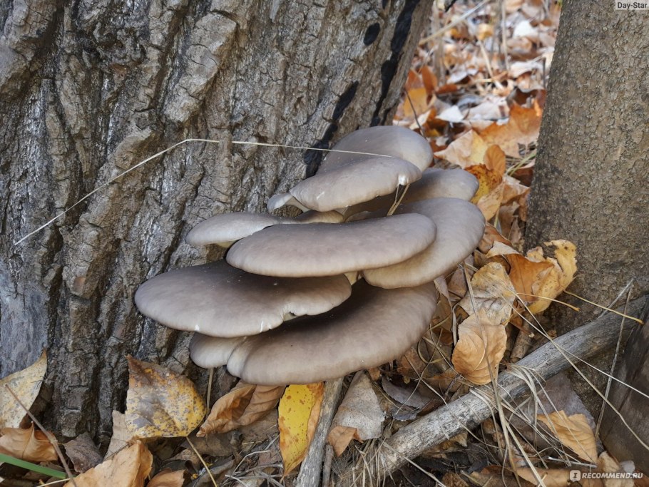 Вешенки древесные грибы