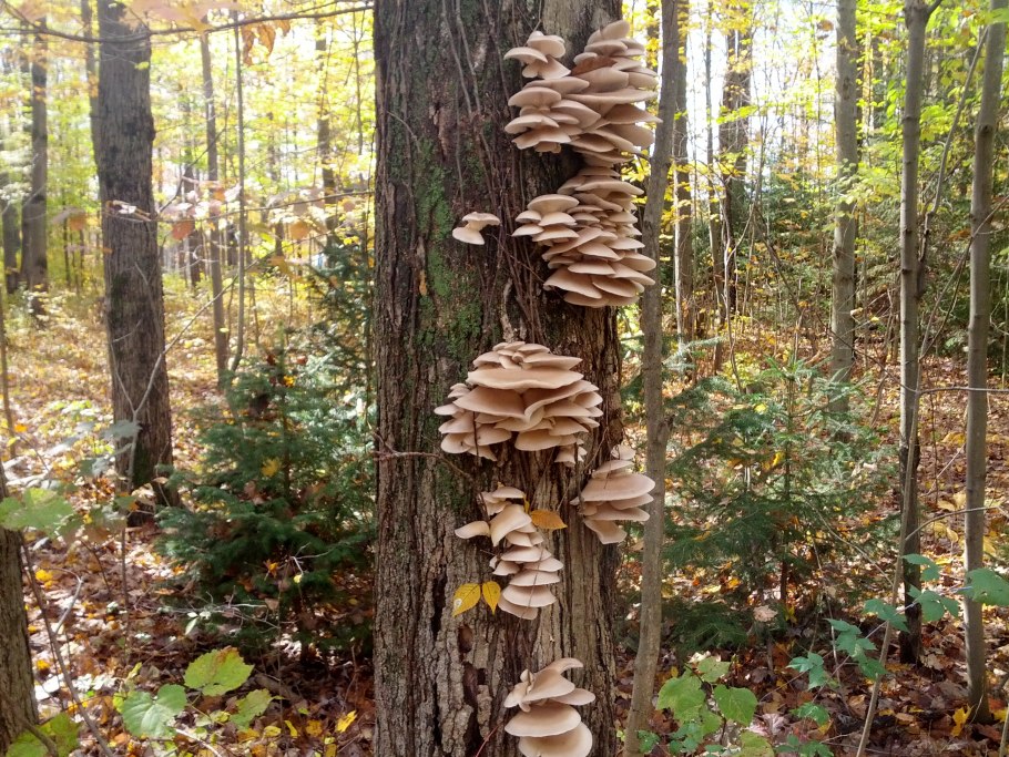 Вёшенка обыкновенная