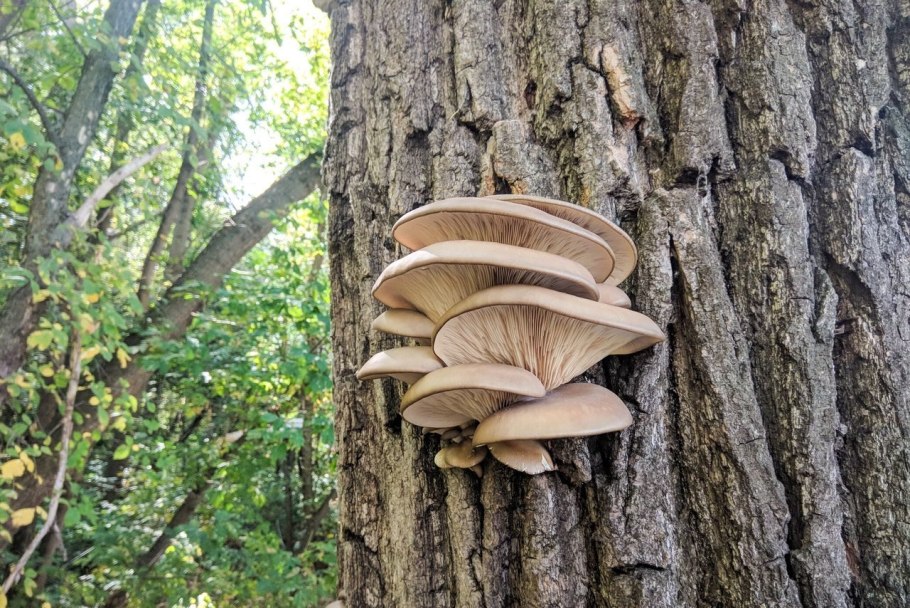 Грибы на поваленных деревьях
