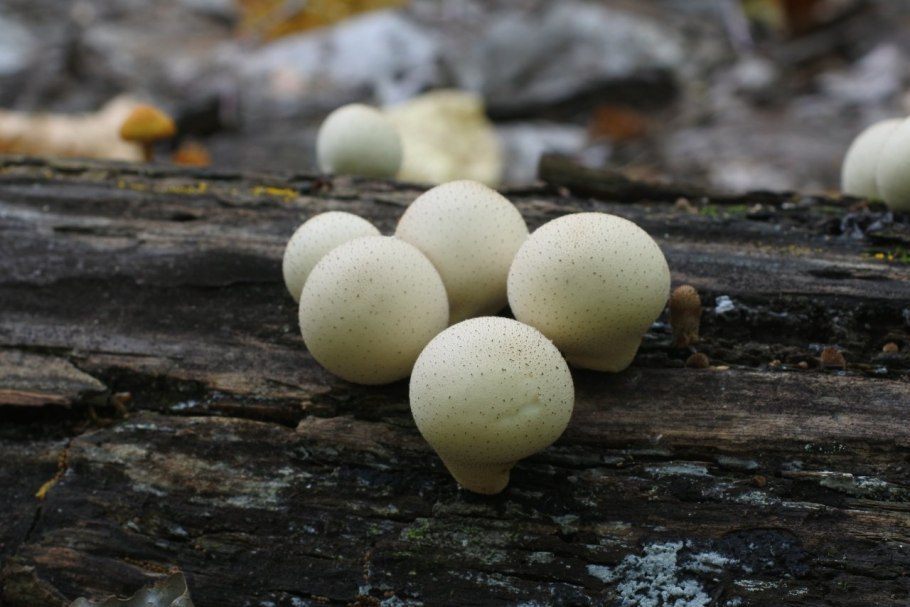 Дождевик грушевидный Lycoperdon pyriforme