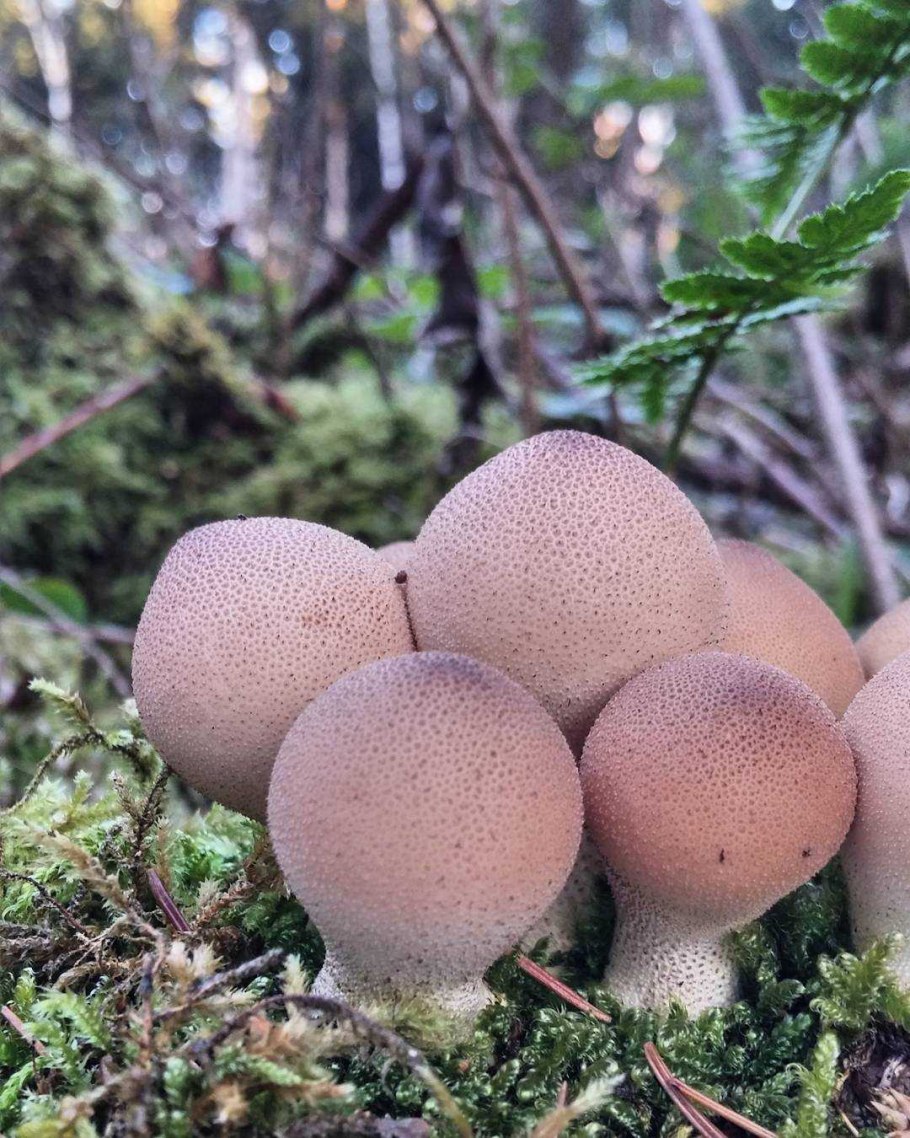 Грибы дождевики грушевидный съедобные