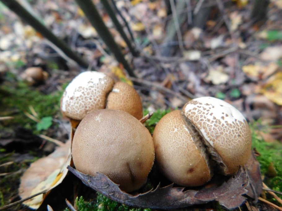 Lycoperdon pyriforme