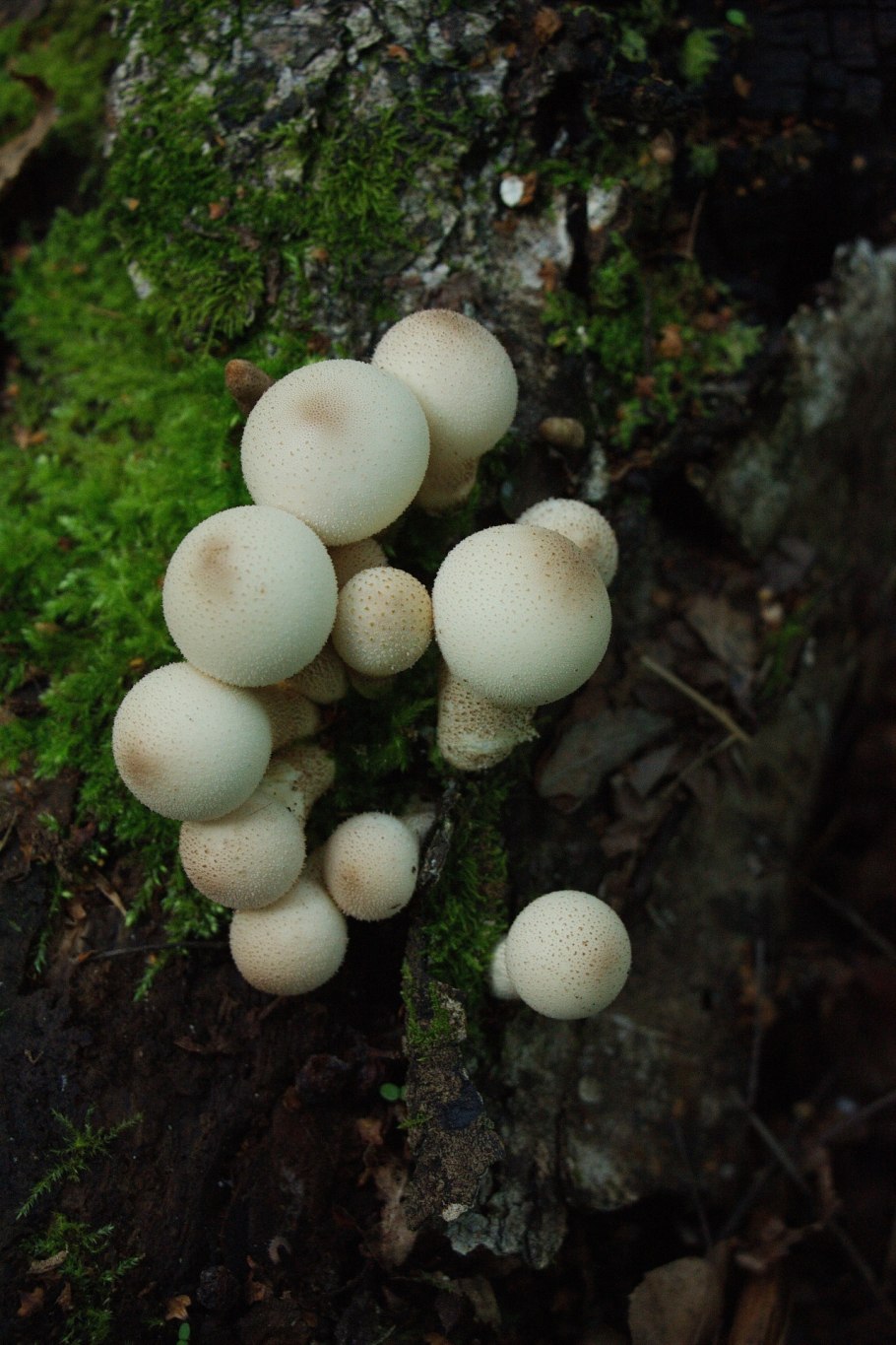 Грибы дождевик (Lycoperdon pyriforme)