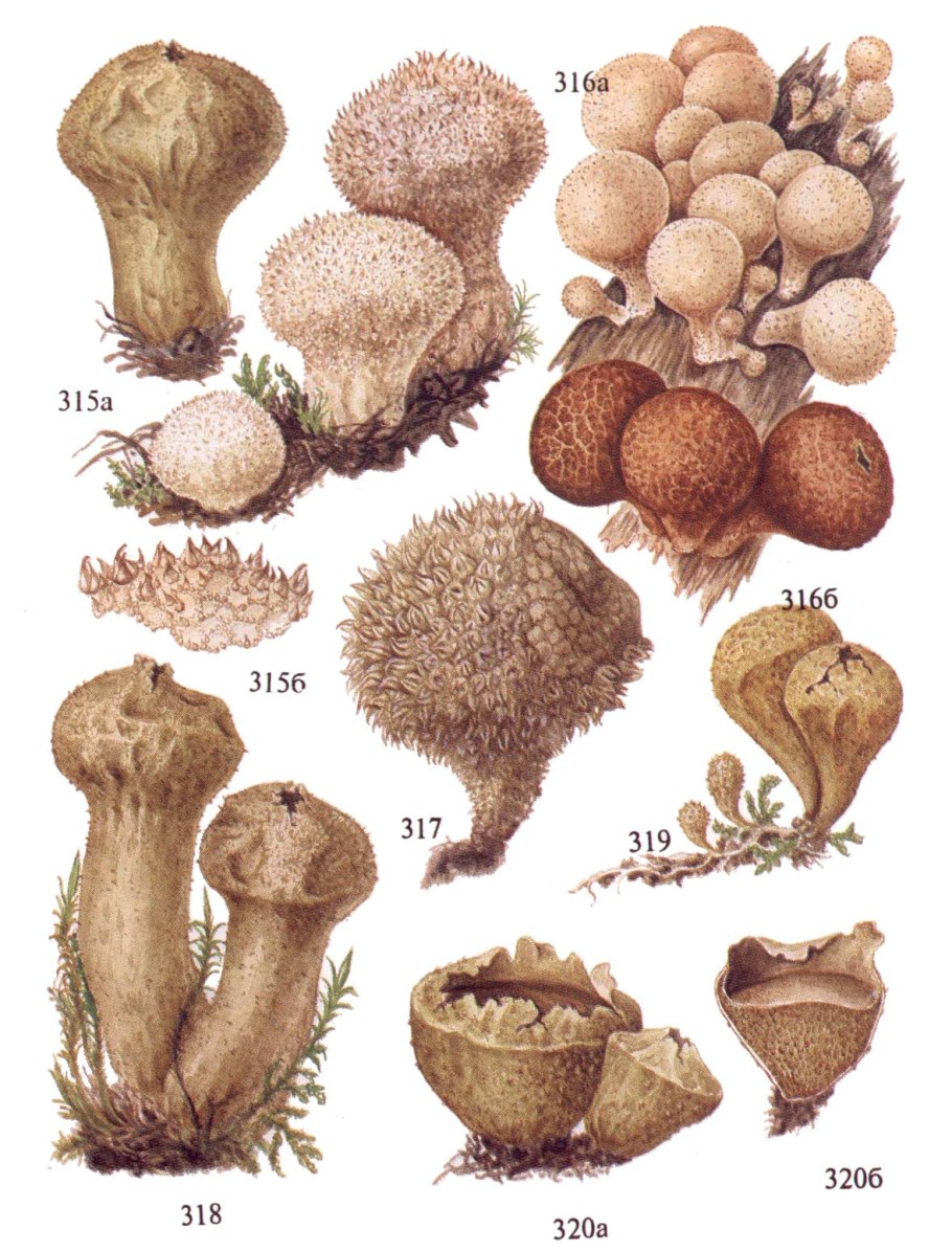 Гриб Lycoperdon perlatum