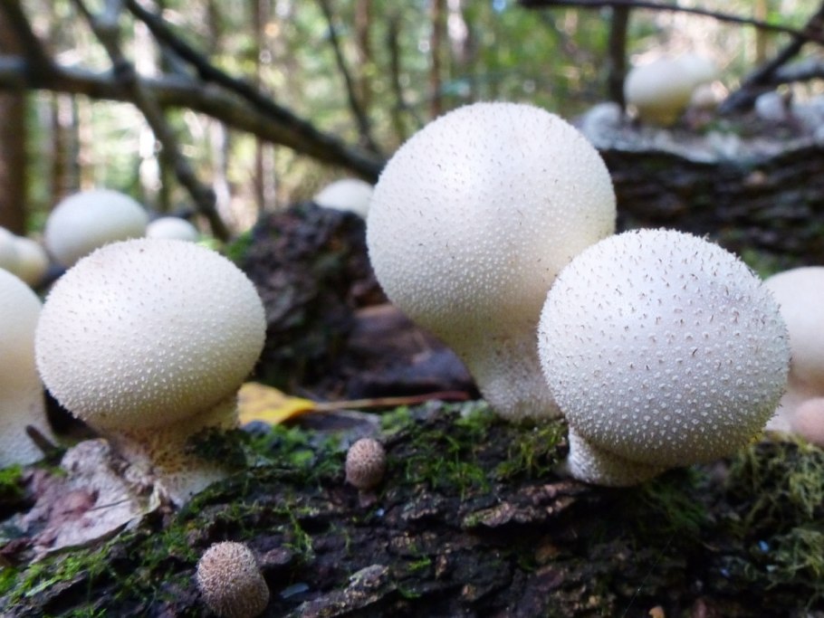 Дождевик Lycoperdon pyriforme