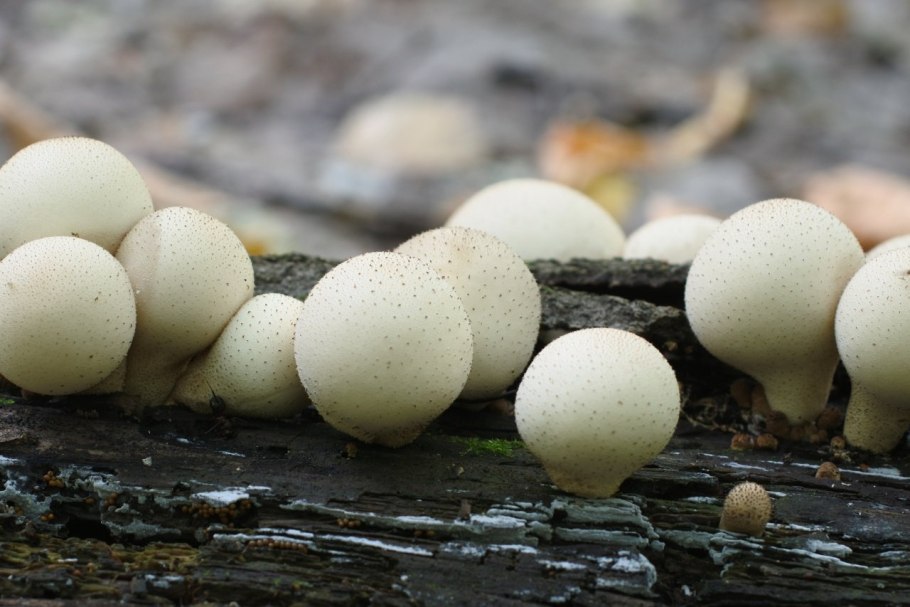 Дождевик грушевидный Lycoperdon pyriforme