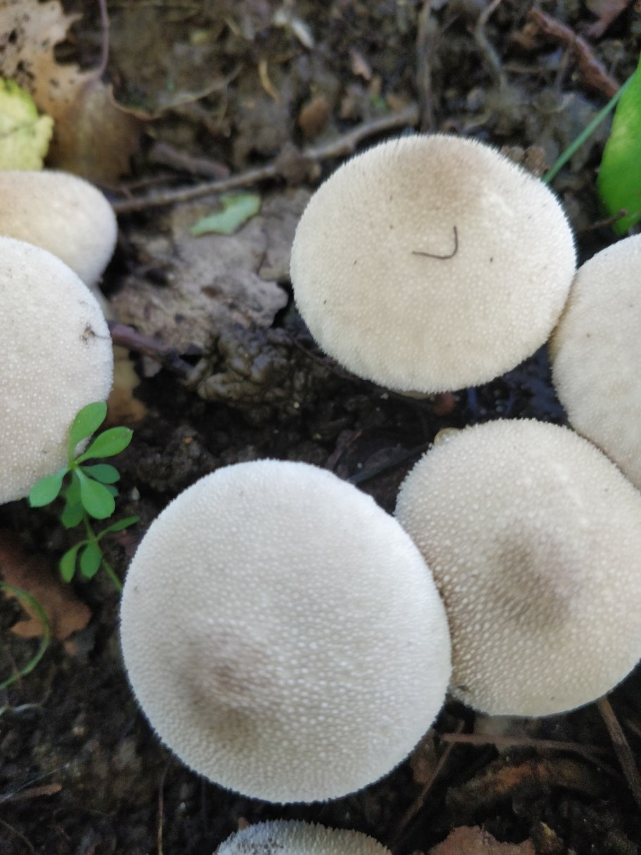 Базидиомикота дождевик (Lycoperdon)