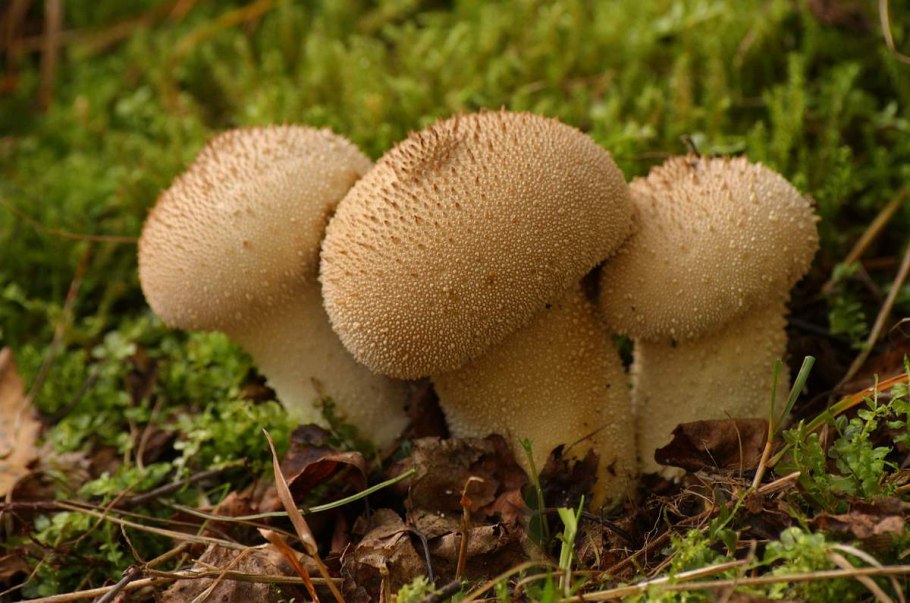 Lycoperdon mammiforme