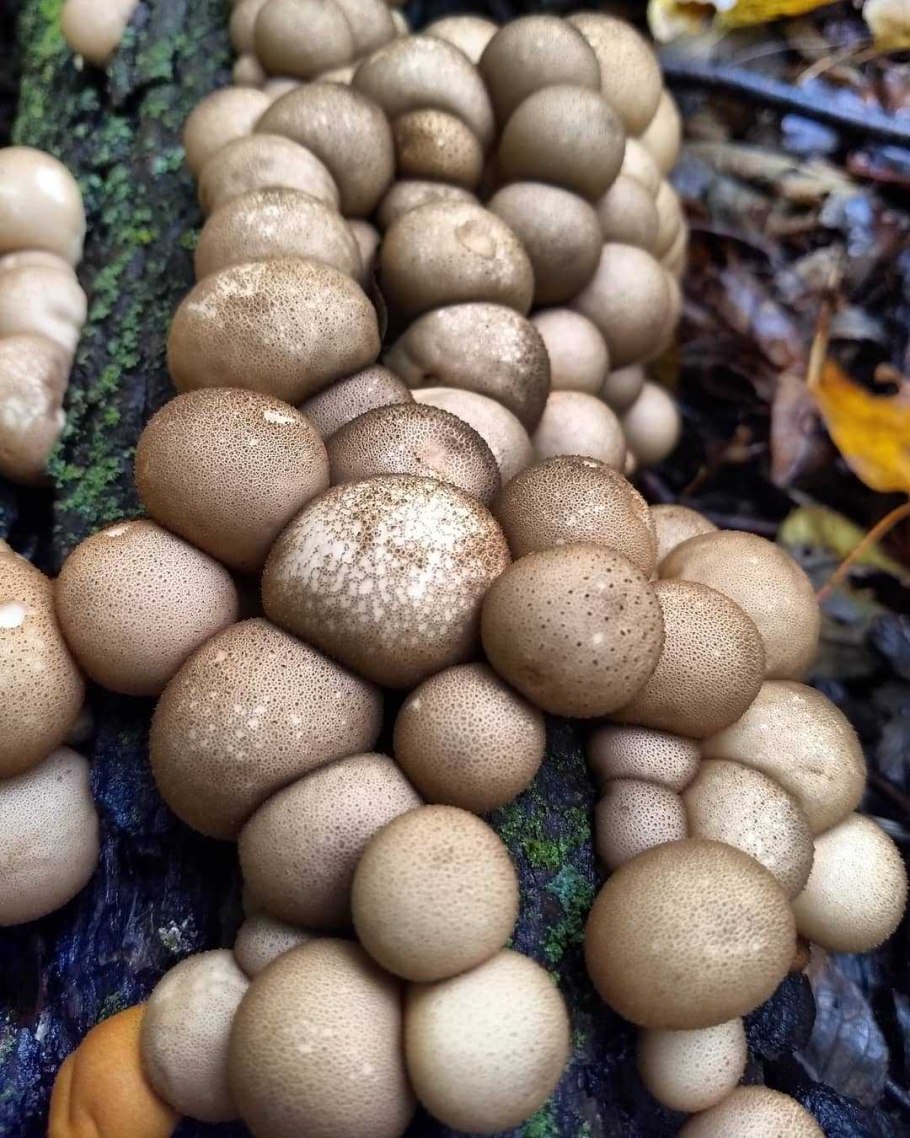 Дождевик грушевидный Lycoperdon pyriforme