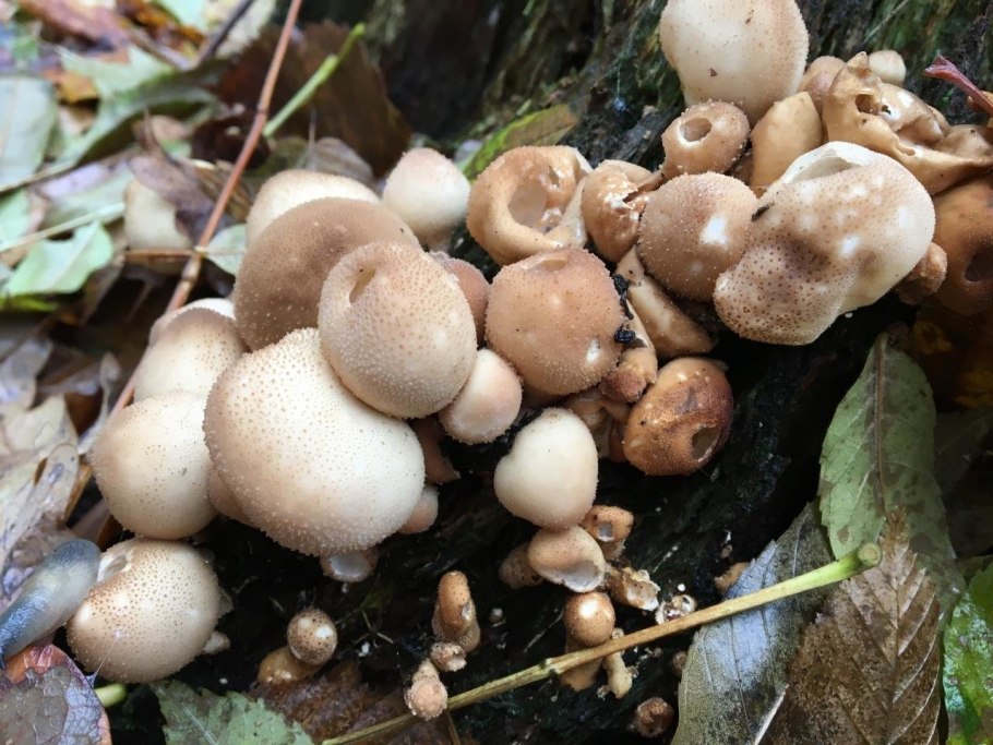 Грибы дождевики грушевидный съедобные