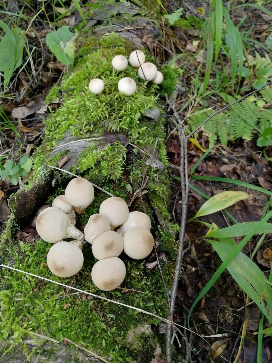 Грушевидные грибы