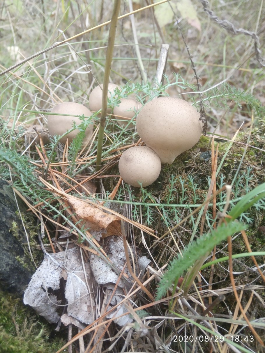 Приморский шампиньон