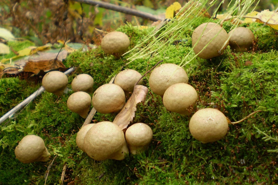 Дождевик грушевидный Lycoperdon pyriforme