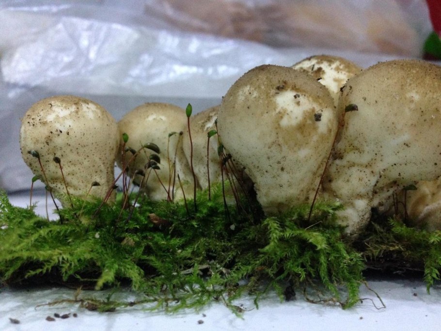 Грибы дождевики грушевидный съедобные