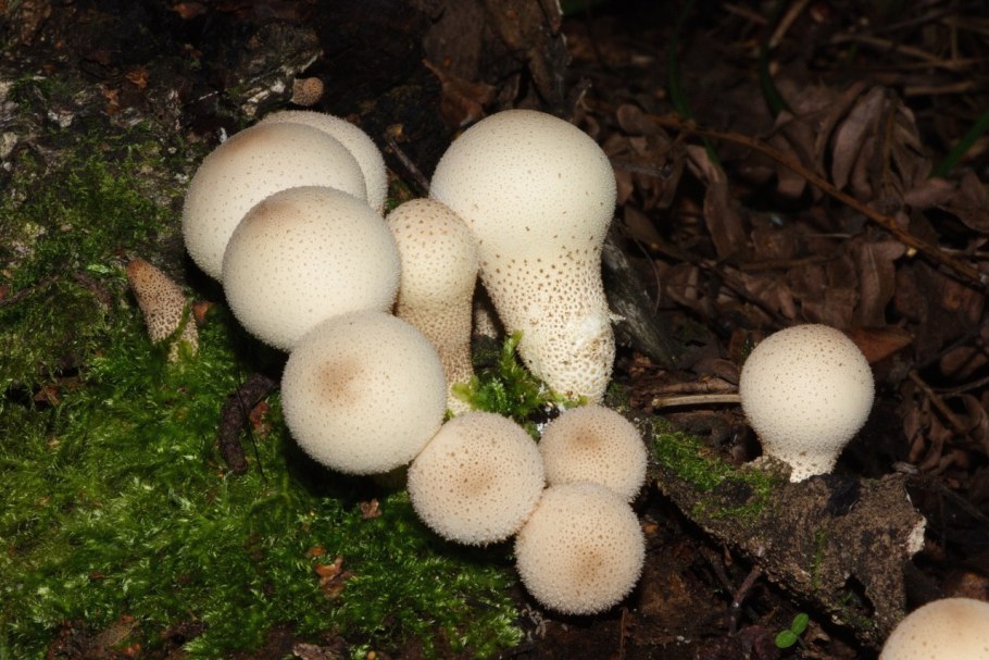 Дождевик шиповатый Lycoperdon perlatum