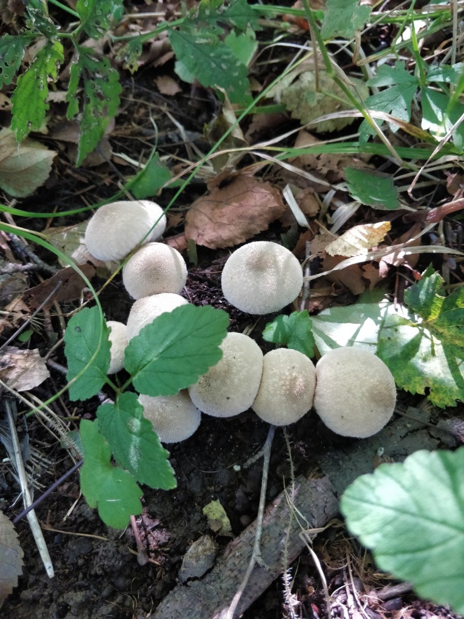 Гастероидные грибы