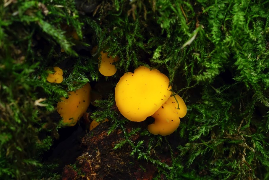 Растет ли дождевик грушевидный в почве?