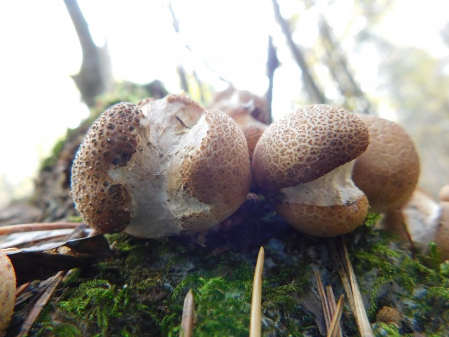 Дождевик Lycoperdon