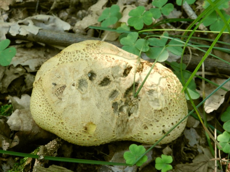 Грибы дождевики грушевидный съедобные