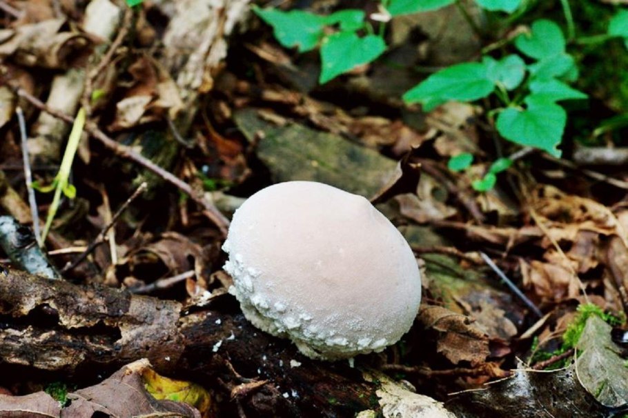 Дождевик коричневый гриб