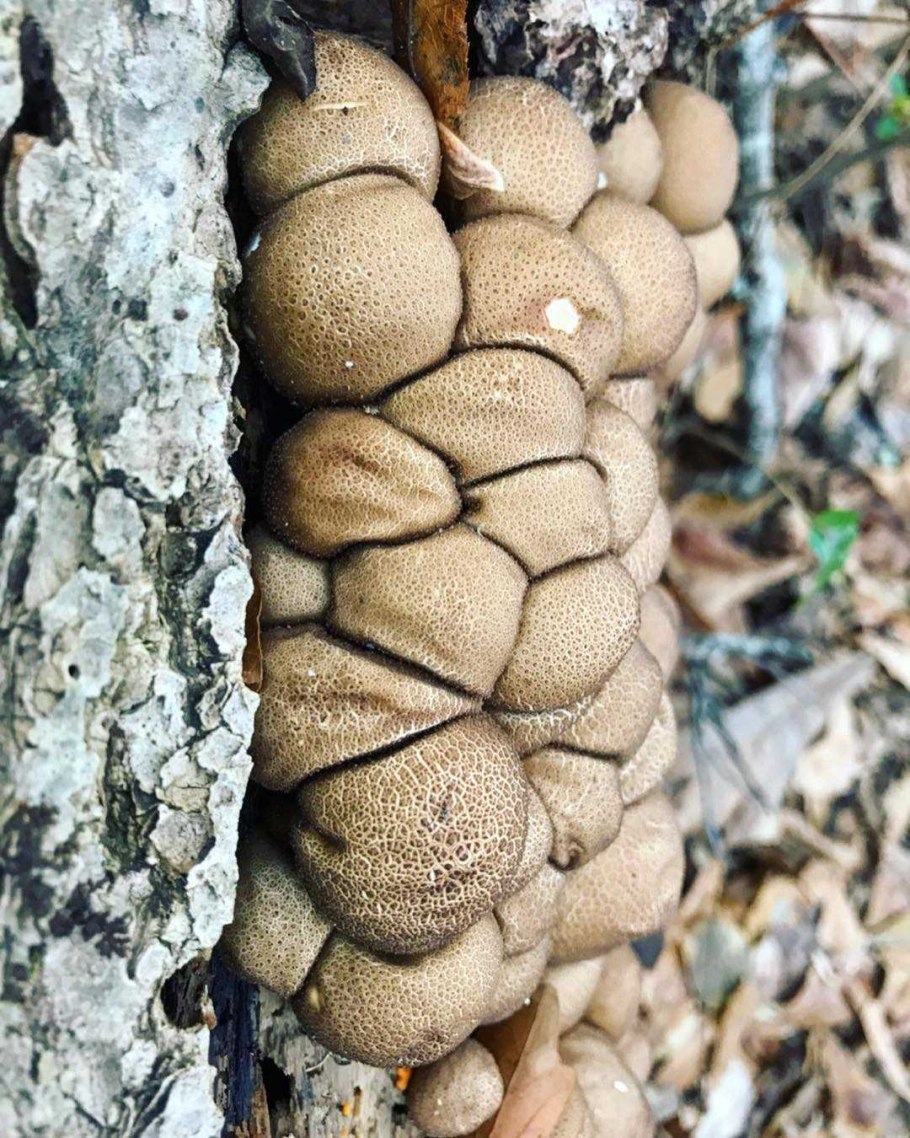 Lycoperdon pyriforme