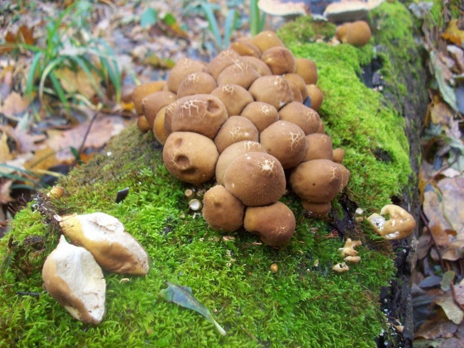 Дождевик гриб строение