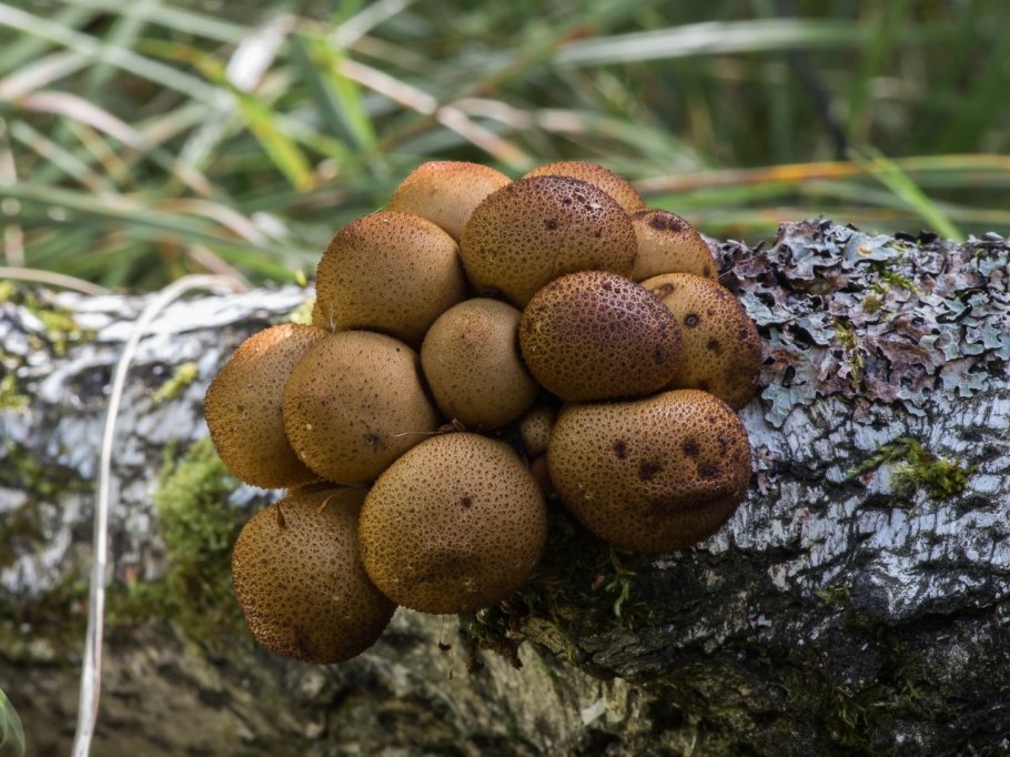 Гриб дождевик шиповатый