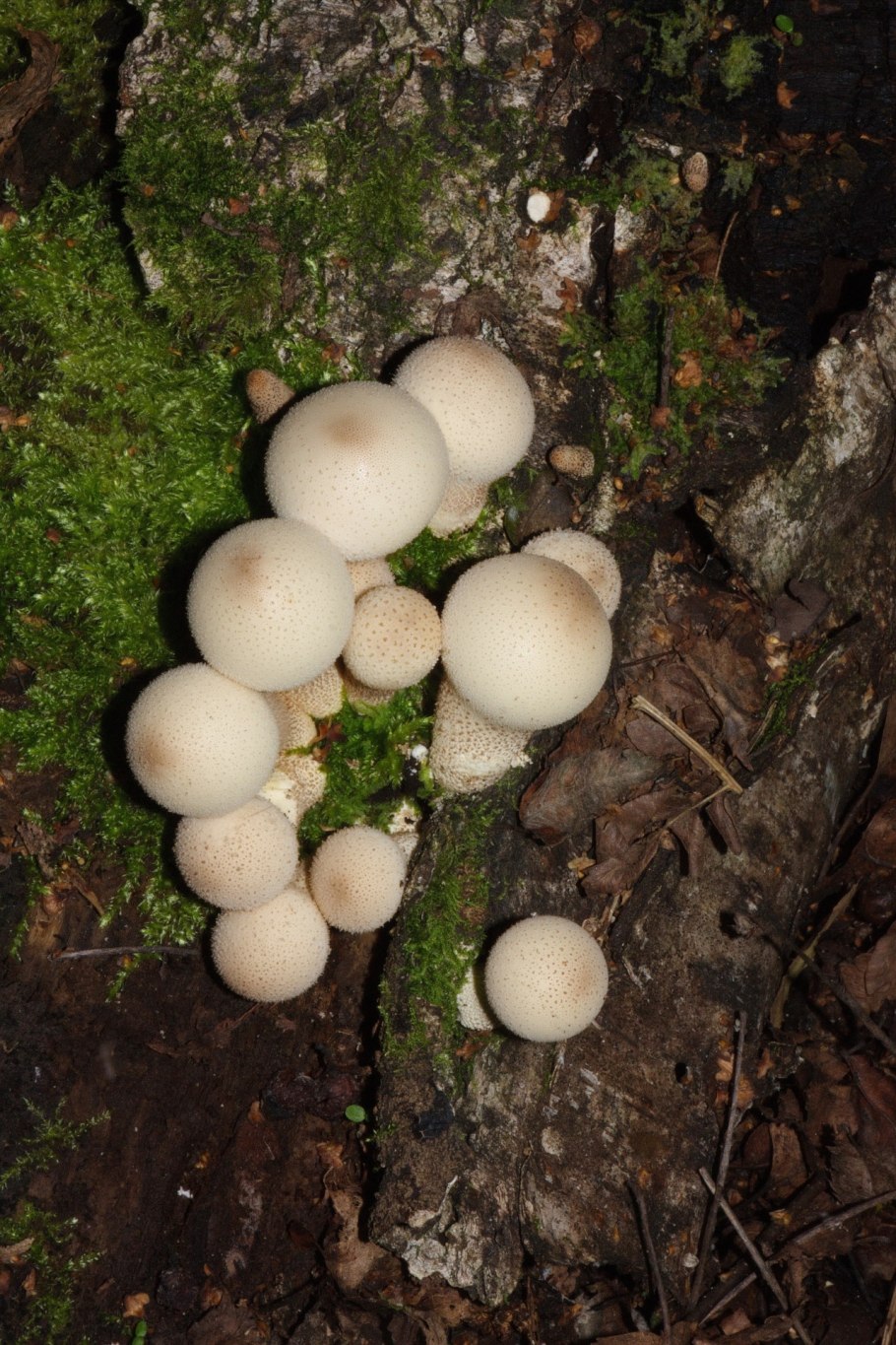 Гриб дождевик заморозка