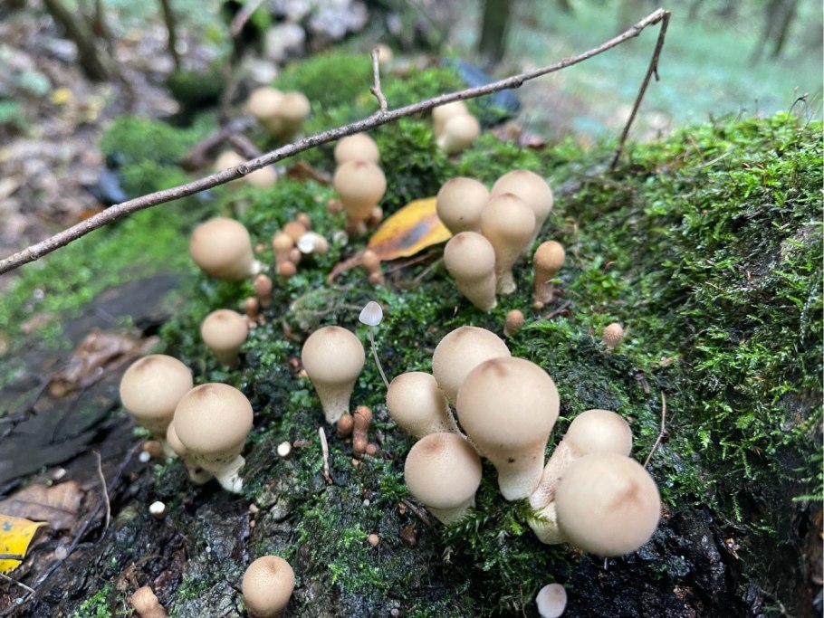 Дождевик грушевидный фото