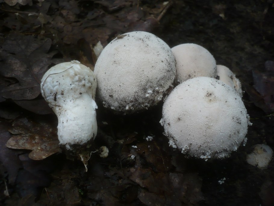 Гриб Phaeohelotium fulvidulum