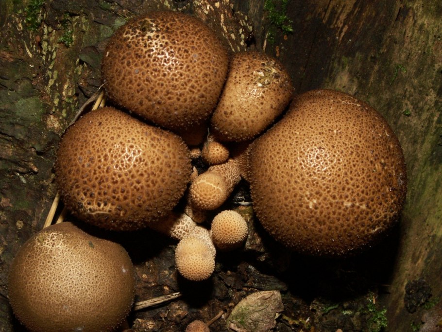Грибы дождевик (Lycoperdon pyriforme)