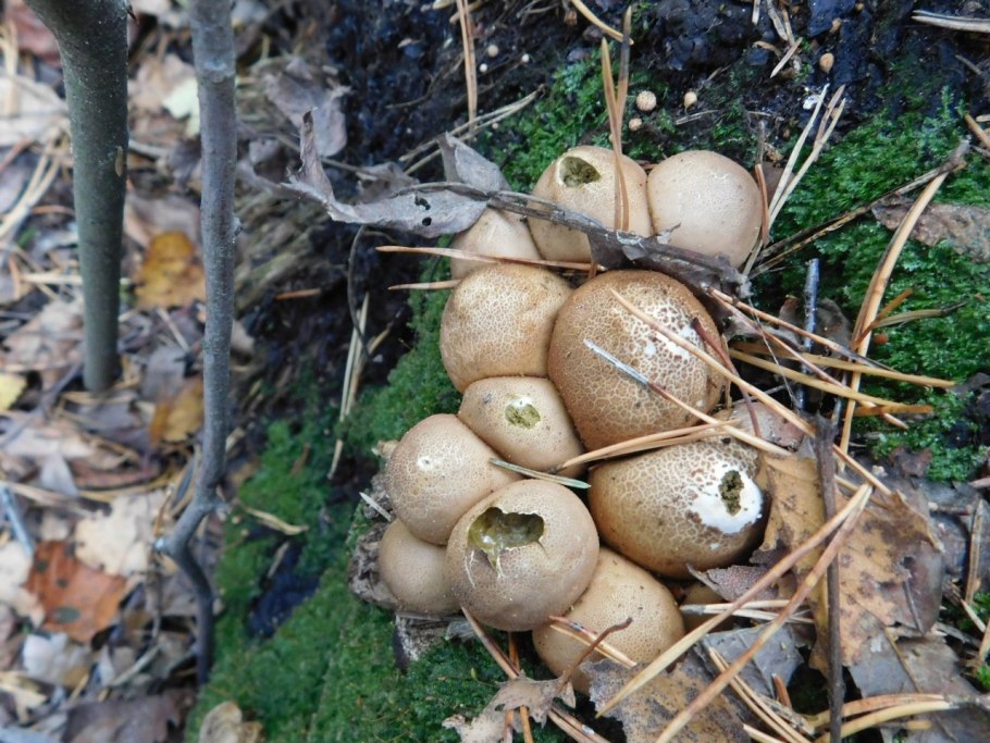 Дождевик грушевидный микромицет