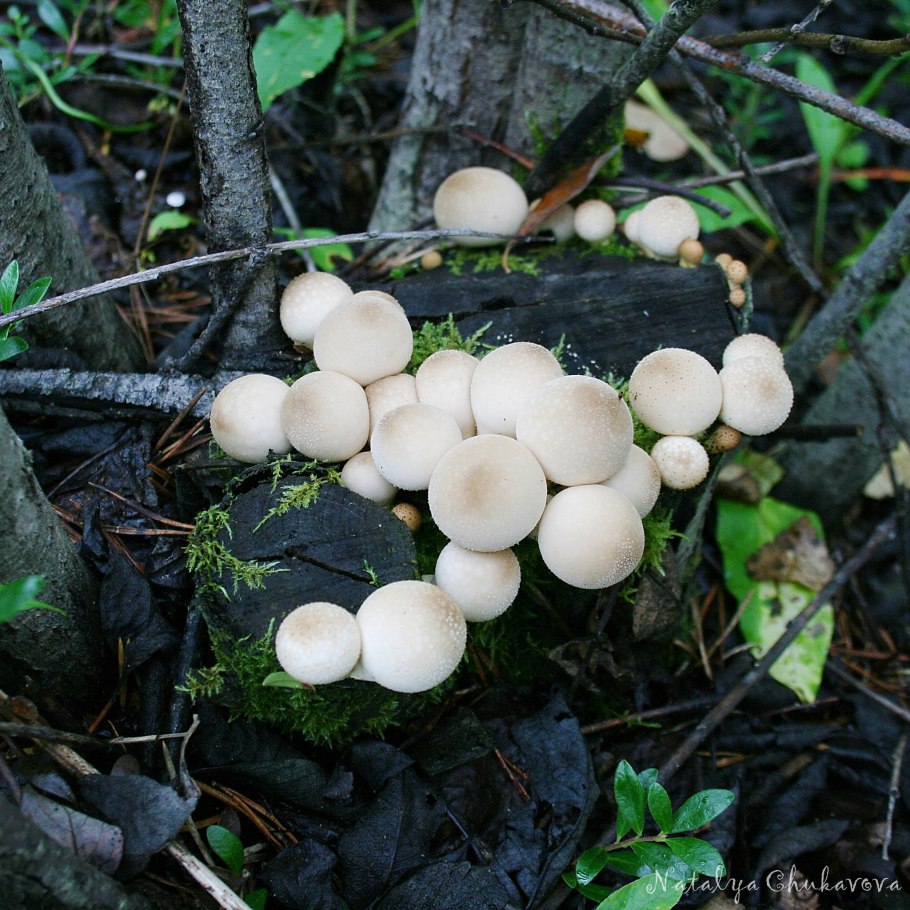 Дождевик грушевидный