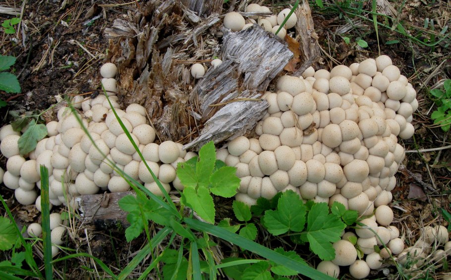 Грибы дождевик (Lycoperdon pyriforme)